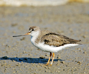 Хөгчүүлэг (Матигар хөгчүүлэг)