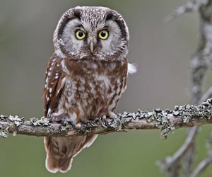 Ууль (Савагт ууль)