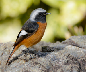 Галсүүлт (Мойлон галсүүлт)