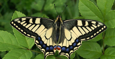 Махаон дэвүүр (Papilio machaon Linnaeus,1758)