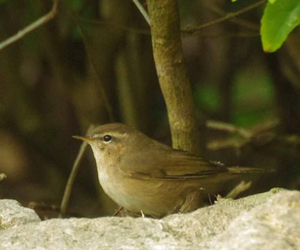 Дуучшувуу (Бүхт дуучшувуу)