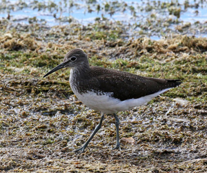 Хөгчүү (Сүүлцагаан хөгчүү)