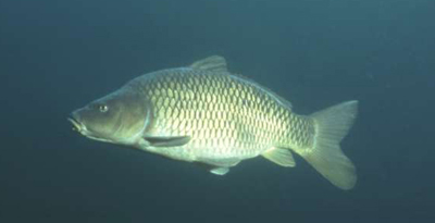 Булуу цагаан