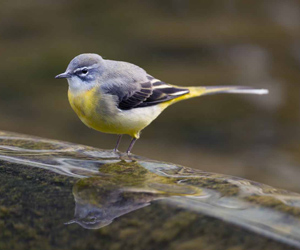 Цэгцгий (Уулын цэгцгий)