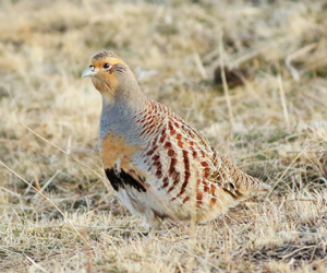 Ятуу (Дагуур ятуу)