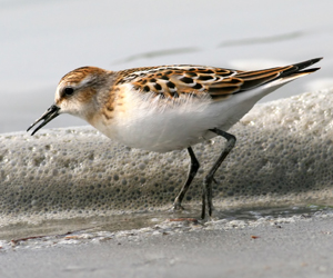 Элсэг (Одой элсэг)