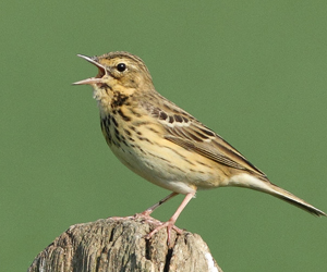 Шийхнүүхэй (Ойн шийхнүүхэй)