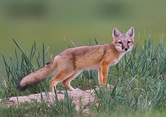 Хярс (Vulpes corsac, Linnaeus 1758)