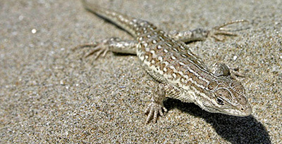 Толбот гүрвэл 