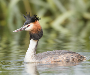 Шунгуур (Отгот шунгуур)