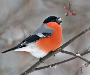 Зана (Эгэл зана)