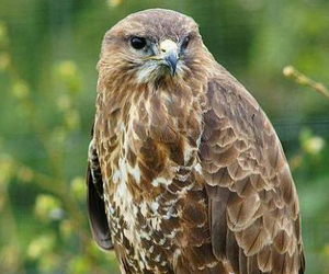 Сар (Ойн сар)