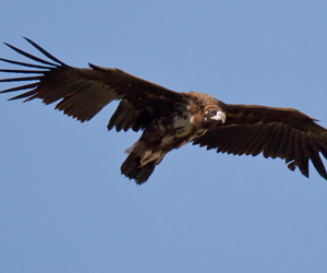 Тас (Нөмрөг тас, Нохой тас)