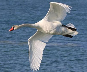 Хун (Хуруут хун)