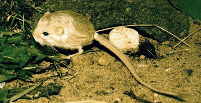 Элсний Тажигдаахай (Salpingitis kozlov Vinogradov, 1922)