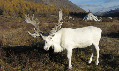 Цаа буга (Rangifer tarandus Linnaeus, 1758) 