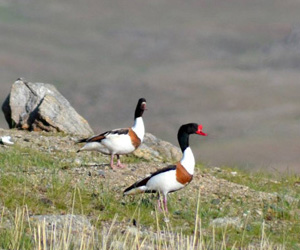 Ангир (Анхидал ангир)