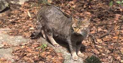 Цоохондой мий (Felis Libica Forster, 1870)