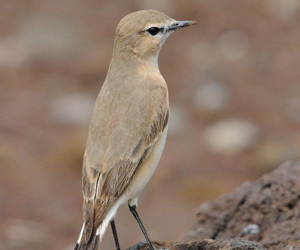 Чогчиго (Бүжимч чогчиго)