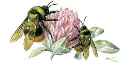 Байгалийн үхэр хэдгэнэ (Bombus subbaicalensis Vogt, 1909)