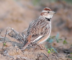 Болжмор (Монгол болжмор)