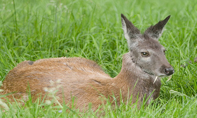 Хүдэр (Moschus moschiferus, Linnaeus 1758)