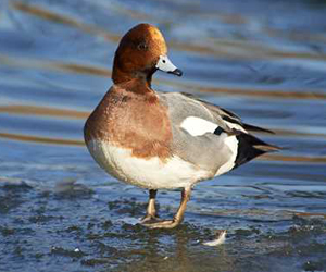 Нугас (Зээрд нугас)