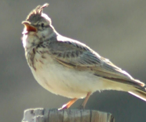 Божирго (Согсоот божирго)