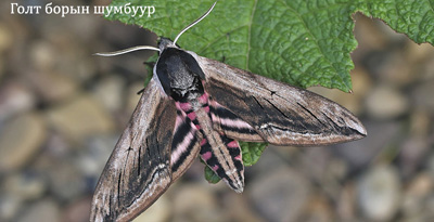Голт борын шумбуур (Sphinx ligustri Linnaeus, 1758)