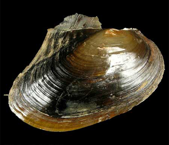 Дэлт танан хясаа (Cristaria plicata Leach, 1815)