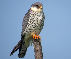 Шонхор (Амарын шонхор)