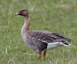Галуу (Буурал галуу)