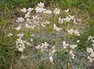 Хоёргэрт Булгантаваг 