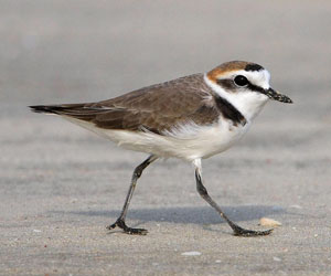 Хиазат (Тэнгисийн хиазат)