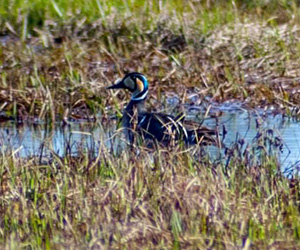 Нугас (Байгалийн нугас)