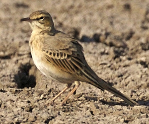 Шийхнүүхэй (Талын шийхнүүхэй)