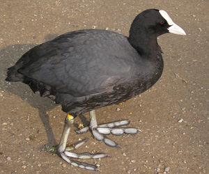 Түнжүү (Халзан түнжүү)