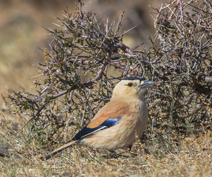 Монгол хуланжороо