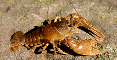 Голын хавч (Cambaroides dauricus Pallas, 1778)