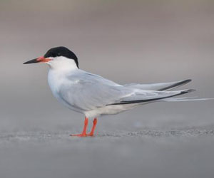 Хараалай (Эгэл хараалай)