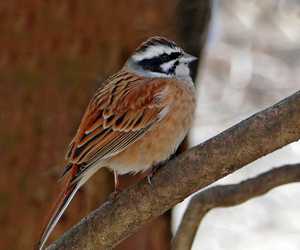 Хөмрөг (Шархөмсөг хөмрөг)