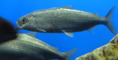 Хөвсгөлийн омоль