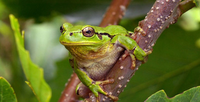 Модны мэлхий (Hyla japonica Gunther, 1859)