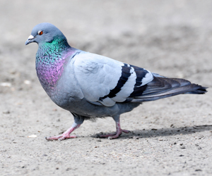 Тагтаа (Хөхвөр тагтаа)