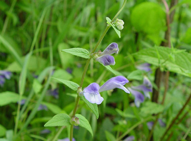 Эгэл гүүн хөх