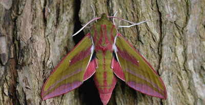 Инжирийн шумбуур (Deliphila elpenor Linaeus, 1758)