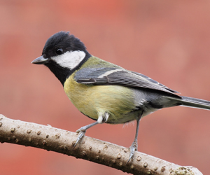 Хөхбух (Их хөхбух)