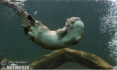 Голын халиу (Lutra lutra Linnaues, 1758)