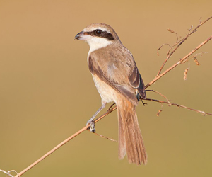 Дунхай (Ухаа дунхай)