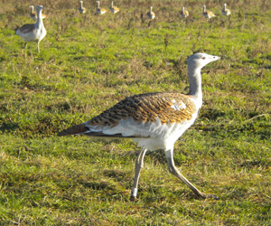 Тоодог (Хонин тоодог)